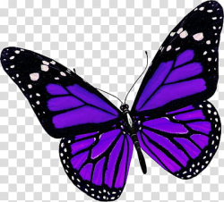 RECURSOS , purple and black butterfly transparent background ...