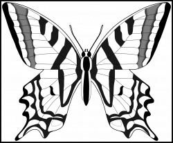 Best Simple Black And White Butterfly Clipart Butterflies Pict For ...