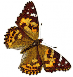 Painted Lady Vanessa cardui | Butterfly | Butterfly clip art ...