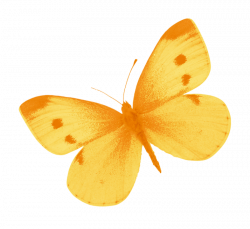 Yellow Butterfly PNG by heemipetal2004 on DeviantArt