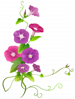 Ipomoea Flower Transparent PNG Clip Art Image | Gallery ...