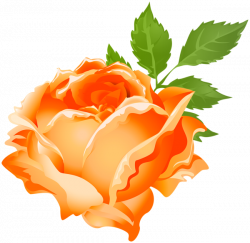 Orange Rose PNG Clip Art Image | Gallery Yopriceville - High ...