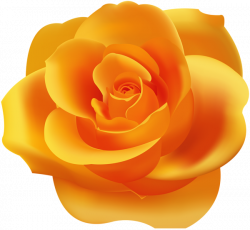 Orange Rose PNG Clip Art | Gallery Yopriceville - High-Quality ...