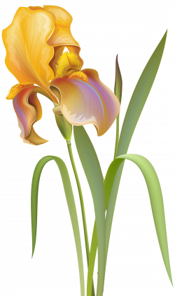 Iris Flower PNG Clip Art - Best WEB Clipart