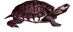 Box Turtle PNG Clipart - peoplepng.com