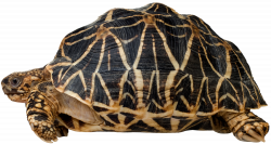 Turtle PNG Clip Art - Best WEB Clipart