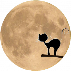 Free Black Cat Silhouette in Front of the Moon PNG Image
