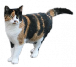calico cat - Google Search | important to nobody but me! | Pinterest ...