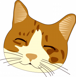 Cat / Image ID: 426 | PNG Photo with Transparent Background