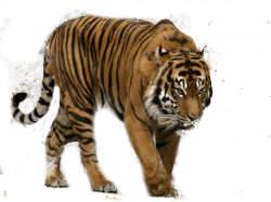 Tiger PNG Images – The Deadly Asian Cat | PNG Only