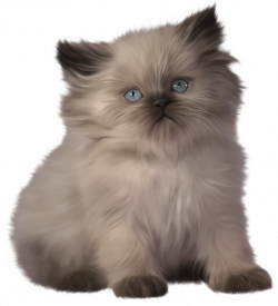 Kitten PNG Clipart - Best WEB Clipart