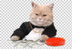 Stock Photography Kitten Cat Money PNG, Clipart, Animals ...