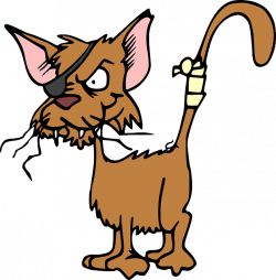 Free Image on Pixabay - Cat, Animal, Injured, Hurt | Pinterest ...