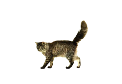 No Year of the Cat Kitten Dog Clip art - Gray cat walking 1000*688 ...
