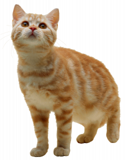 Tabby cat Kitten Clip art - cats 1247*1600 transprent Png Free ...