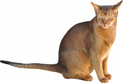 Sitting Cat PNG Image - PurePNG | Free transparent CC0 PNG Image Library