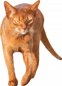 Free Cat Images: free scrap walking cat png -walking red cat cut out ...