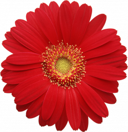 Red Gerber Daisy Clipart | CARDS 3D | Pinterest | Flowers