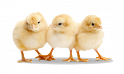 Chicken Transparent PNG Pictures - Free Icons and PNG Backgrounds