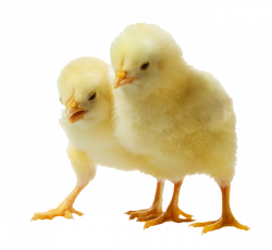 Baby Chicken PNG Clipart | PNG Mart