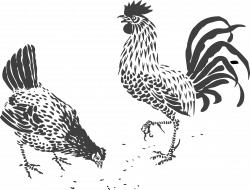 Chicken Drawing Line art Rooster Clip art - chick 1920*1465 ...