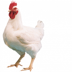 PNG HD Chicken Transparent HD Chicken.PNG Images. | PlusPNG