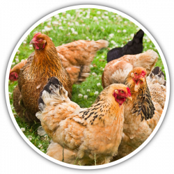 BioFarmOrganics | A sustainable pastured poultry and egg farm