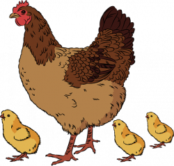 Chick clipart hen - Pencil and in color chick clipart hen