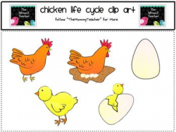 Clip Art: Chicken Life Cycle ClipArt