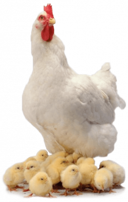 Chicken Family transparent PNG - StickPNG