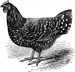 Mottled Java Hen | Chicken coops and chickens | Java chicken ...