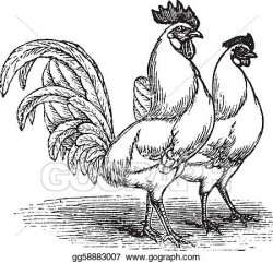 Vector Clipart - Male and female of white leghorns (chicken ...