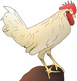 Public Domain Clip Art Image | Illustration of a chicken | ID ...