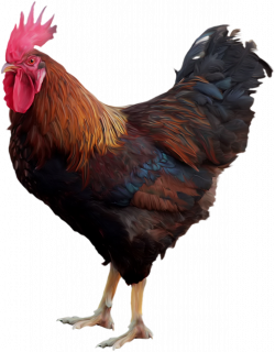 Chicken Rooster Clip art - cock 1226*1570 transprent Png Free ...
