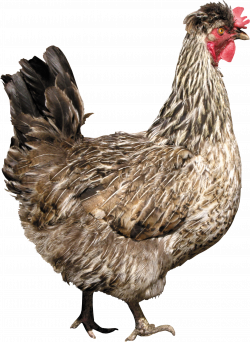 Chicken PNG image | Database | Pinterest | Photoshop, Animal and ...
