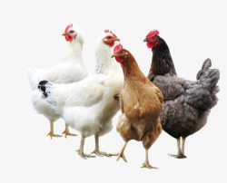 Group Of Chickens, Poultry, Animal, White PNG Transparent ...