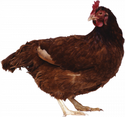 Chicken PNG in High Resolution | Web Icons PNG