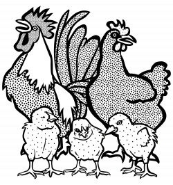 Clipart - chickens - lineart
