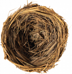 Edible birds nest Bird nest Clip art - Nest 2016*2088 transprent Png ...