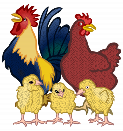 Clipart - chickens - coloured