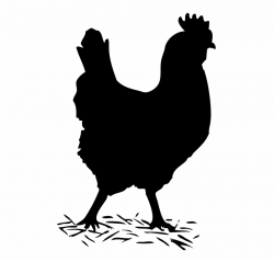 Chicken Clipart Track - Hen Black And White Free PNG Images ...
