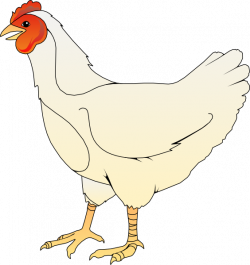 Chicken clipart realistic - Pencil and in color chicken clipart ...