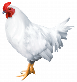 White Rooster PNG Clip Art Image | Gallery Yopriceville - High ...