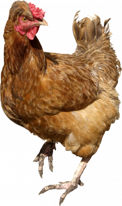 Chicken PNG Image Without Background | Web Icons PNG
