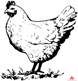 Chicken Vintage Clipart Black And White Clipartfox Png - AZPng