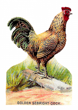 Antique Images: Antique Birds Chicken Parrot Images Illustrations ...