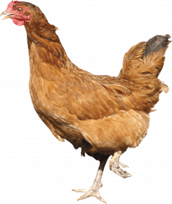 Chicken Walking PNG Image - PurePNG | Free transparent CC0 PNG Image ...