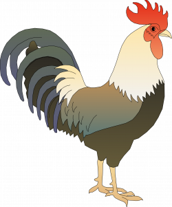 Clipart - ayam jantan