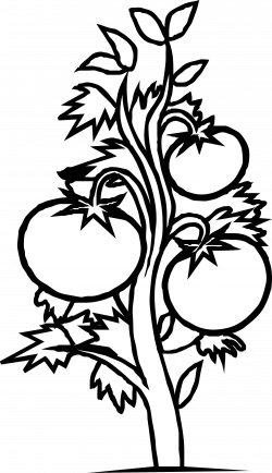 28+ Collection of Parts Of Plant Clipart Black And White With Roots ...