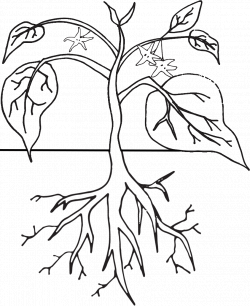 Plant Life Cycle Clipart, Worksheet & Coloring Page - Homeschool Clipart